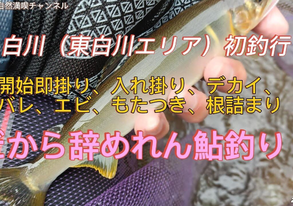 例年より早い鮎初釣行だが白川鮎はデカかった！