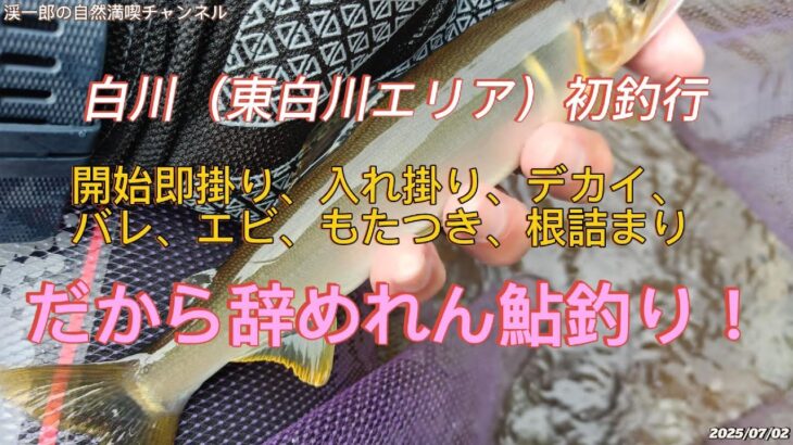 例年より早い鮎初釣行だが白川鮎はデカかった！
