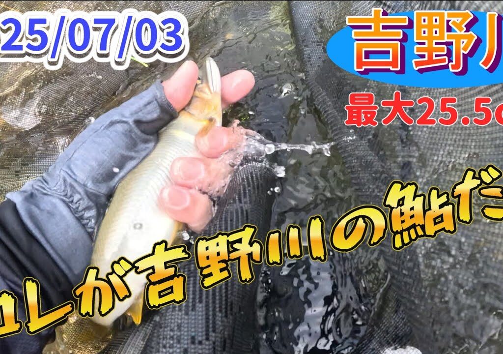 吉野川の大鮎釣り。ヘビータックルで挑め。