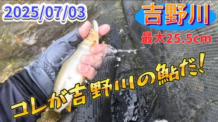 吉野川の大鮎釣り。ヘビータックルで挑め。
