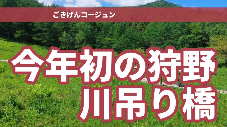 狩野川の鮎釣り、おじさんの水遊び、最高に気持ちいい時間ですね～