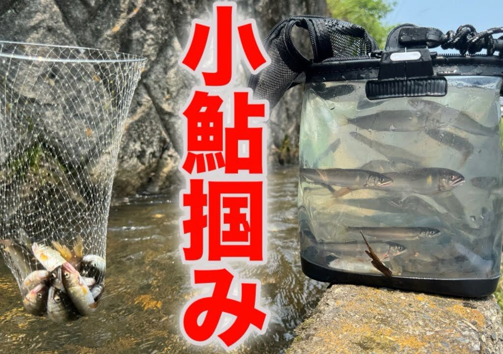 釣りより楽しい小鮎掴みを始めましょう！ #小鮎 #琵琶湖 #ガサガサ