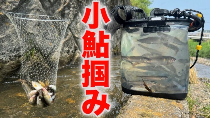 釣りより楽しい小鮎掴みを始めましょう！ #小鮎 #琵琶湖 #ガサガサ