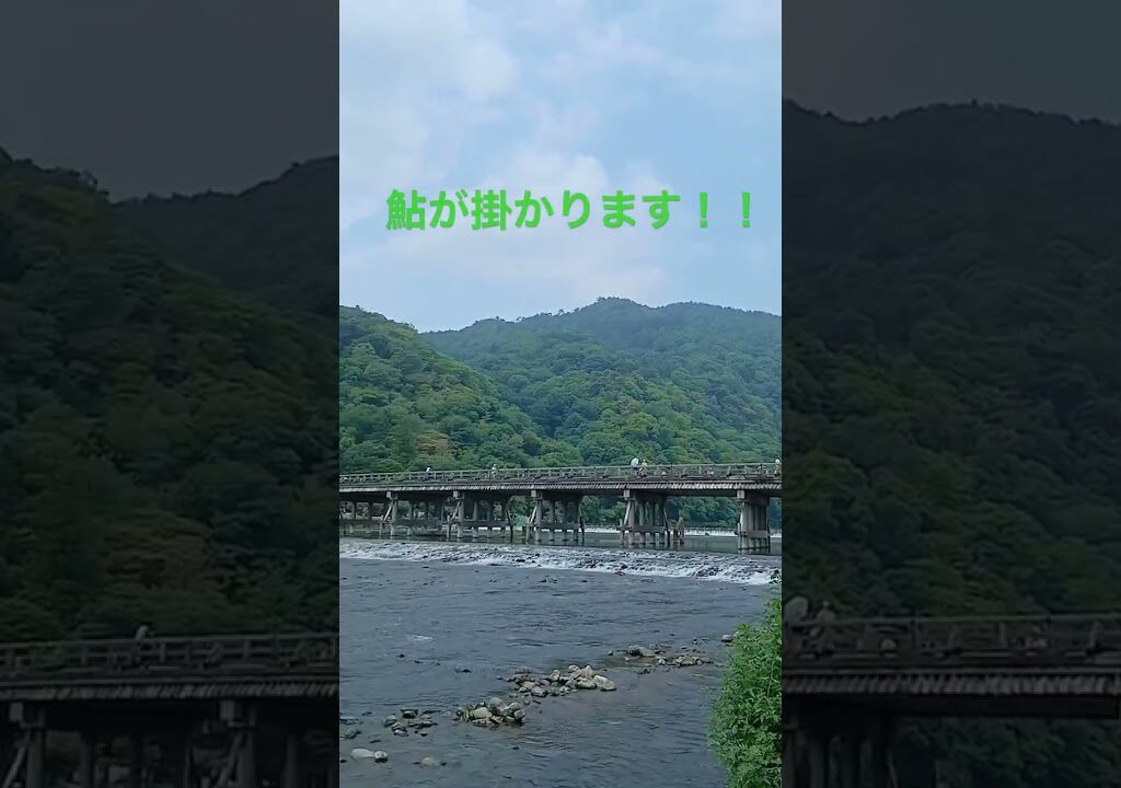 日本屈指の観光地で友釣りしたら鮎が掛かりました！！#鮎#友釣り#渡月橋