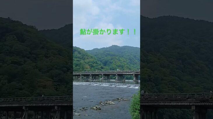 日本屈指の観光地で友釣りしたら鮎が掛かりました！！#鮎#友釣り#渡月橋