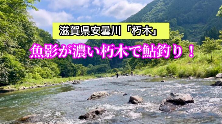 【鮎友釣り】迷ったら朽木行け！釣れる川、今年も健在！