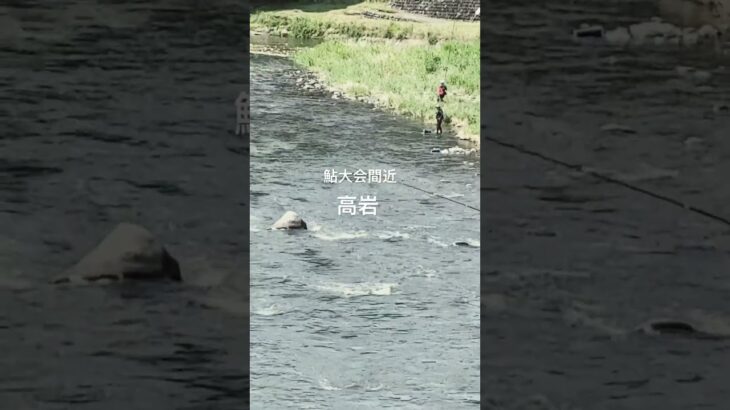 【那珂川 鮎釣り】マスターズ間近の釣り師達 #那珂川 #鮎釣り