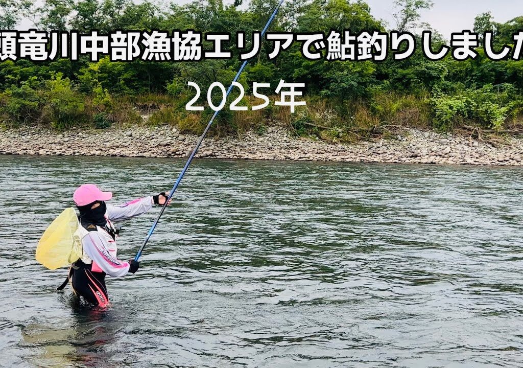 [鮎釣り] やっと水位が下がった九頭竜川中部エリアで鮎釣り