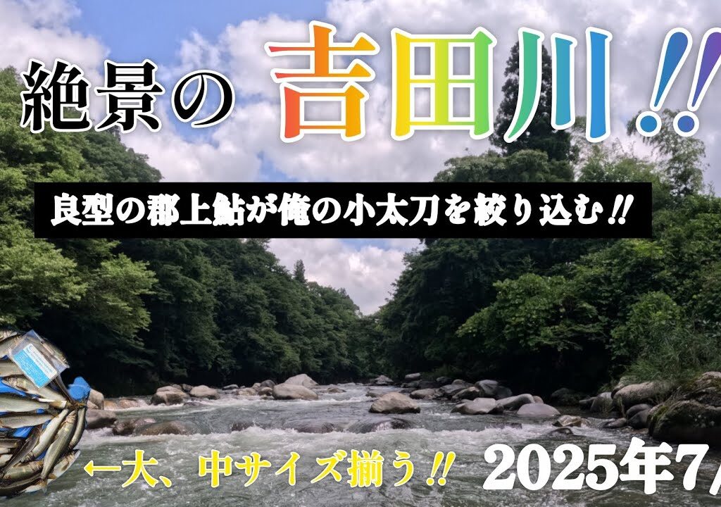 絶景の吉田川‼️良型の郡上鮎が俺の小太刀を絞り込む‼️大、中サイズ揃う。