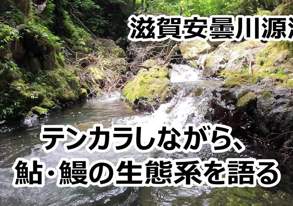 滋賀安曇川源流テンカラ釣り（小鮎・大鮎・鰻の生態系を解説、釣果イマイチも語り尽くせて満足）