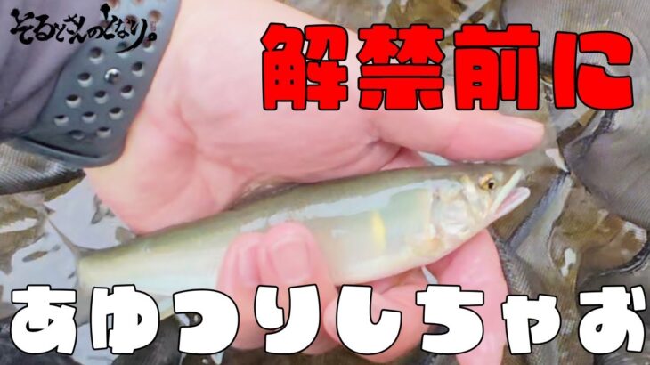 【釣欲爆発】北海道民、鮎を求めて東京出張ついでに秋川へ…