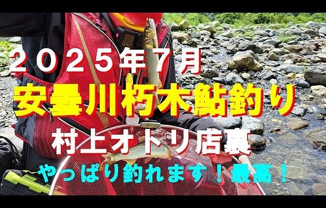 ２０２５年７月１６日、安曇川朽木鮎釣り！好調に釣れます。サイズもいいです。