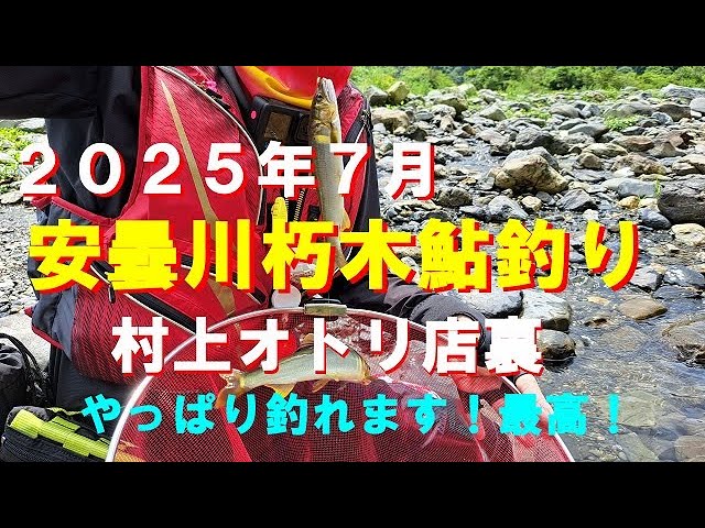 ２０２５年７月１６日、安曇川朽木鮎釣り！好調に釣れます。サイズもいいです。