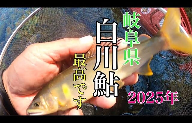 【鮎釣り】岐阜県白川めちゃ最高っ！！白川鮎の背ビレがｯ！！美し過ぎた😍