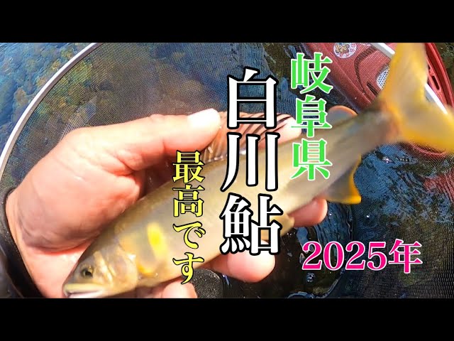 【鮎釣り】岐阜県白川めちゃ最高っ！！白川鮎の背ビレがｯ！！美し過ぎた😍
