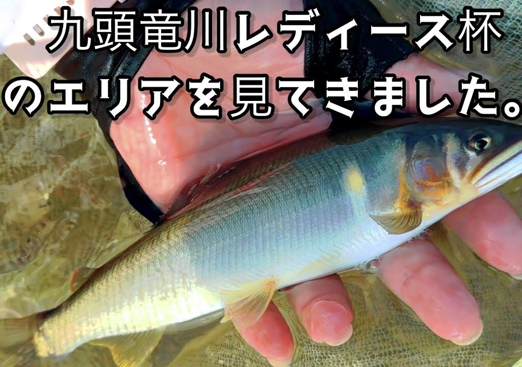 [鮎釣り] 九頭竜川たまに太い鮎が釣れます🌟