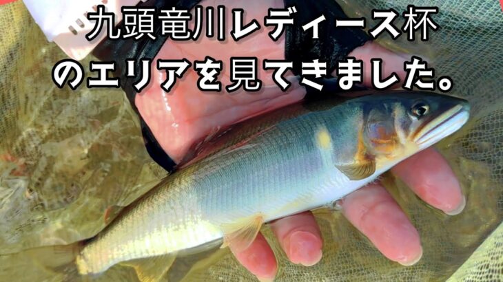 [鮎釣り] 九頭竜川たまに太い鮎が釣れます🌟