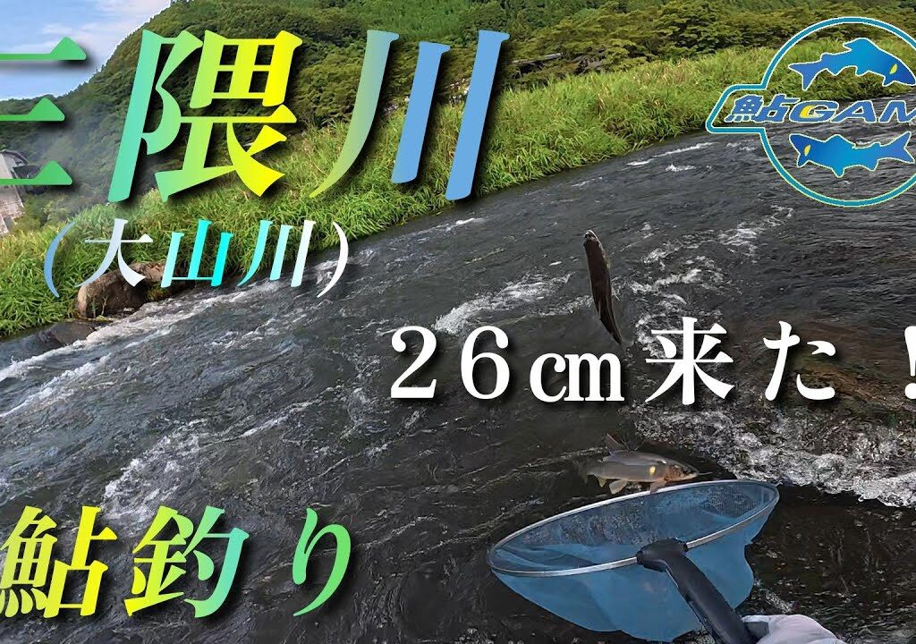 【鮎釣り】良型鮎が釣れた！久しぶりの恵みの雨に感謝