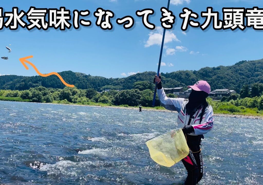 [鮎釣り] 九頭竜川中部エリアの五松橋周辺を調査しました✨