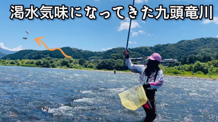 [鮎釣り] 九頭竜川中部エリアの五松橋周辺を調査しました✨