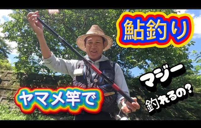 鮎は本流竿でも釣れます　この竿って軽くて操作性や感度もいいからある意味ヤバイ