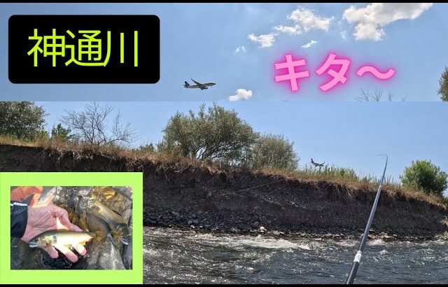 【２０２５年７月２６日　メッカ神通川鮎釣り。今年もやってキターーーー】