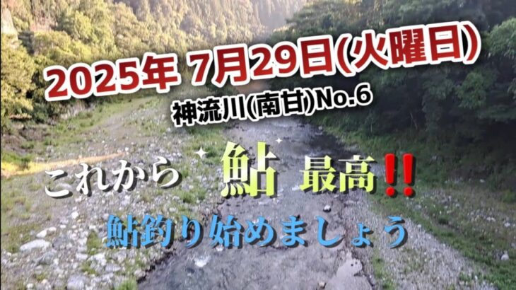 鮎釣り　神流川(南甘)　鮎ちゃん最高です‼️