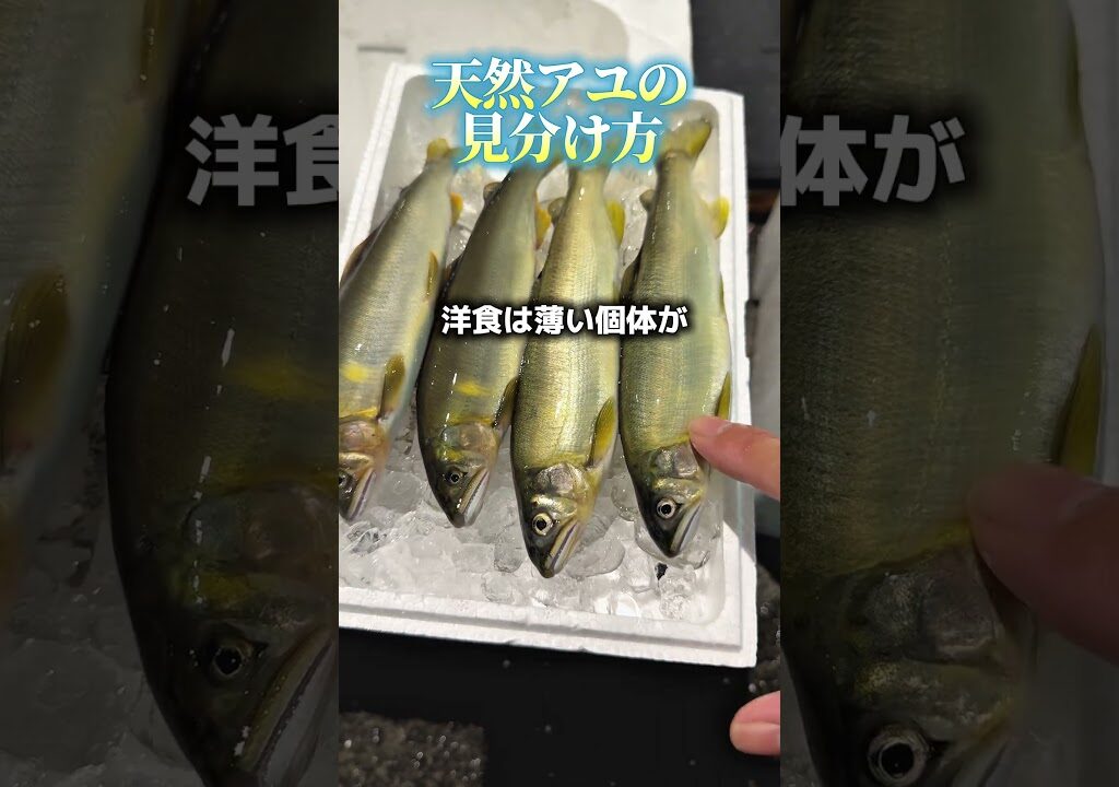 アユの天然と養殖、見分けられますか？#魚 #魚屋 #釣り #仕入れ #豊洲市場 #旬 #鮎