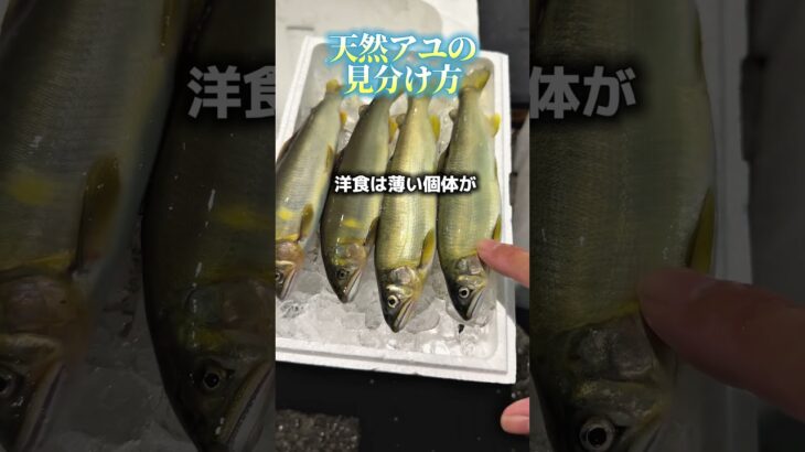 アユの天然と養殖、見分けられますか？#魚 #魚屋 #釣り #仕入れ #豊洲市場 #旬 #鮎