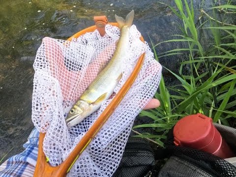 ルアーでアユ釣り　初の10匹超え