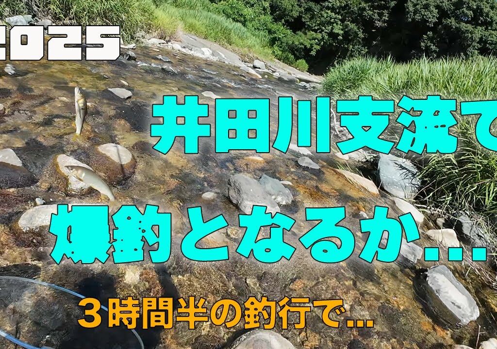2025 井田川支流で爆釣となるか…？