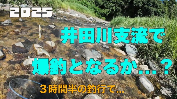 2025 井田川支流で爆釣となるか…？