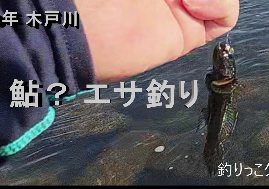 2025年　木戸川　鮎 エサ釣り　再編集　画質向上版
