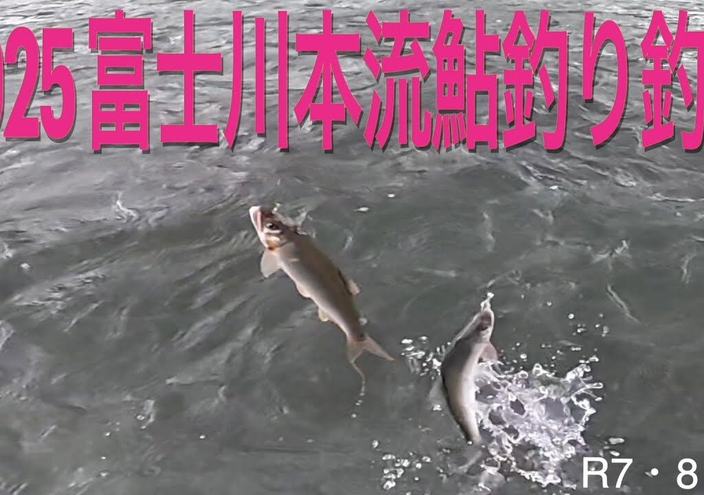 2025 富士川本流鮎釣り釣行