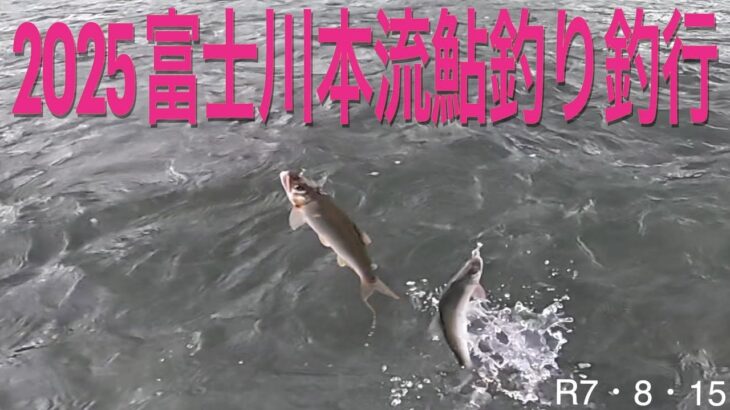 2025 富士川本流鮎釣り釣行