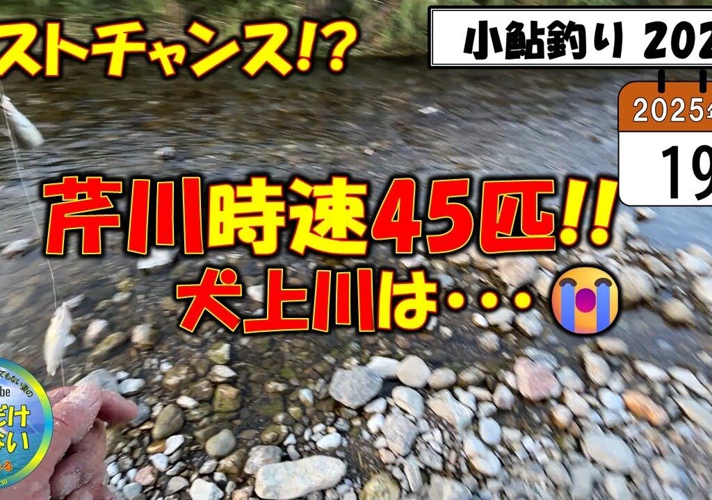 速報！【小鮎釣り2025】８月１９日、定例調査。シーズン終了まであと２週間！ラスト釣行前に見てほしい動画！厳しいながらも、ラストチャンスあるぞ！ 芹川・犬上川