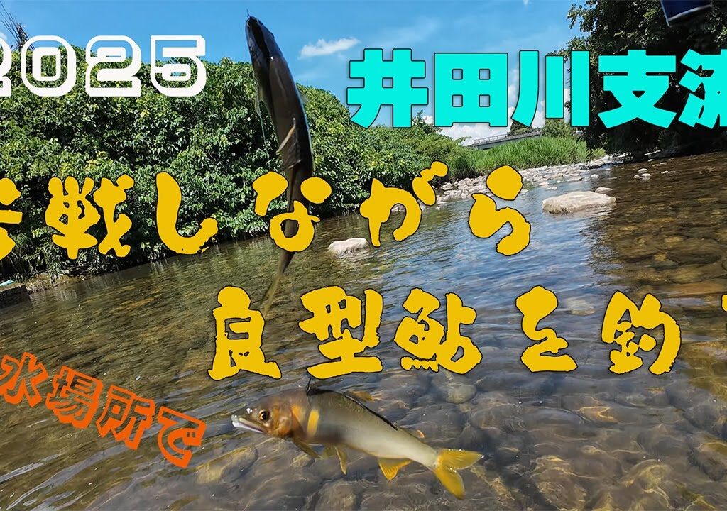 2025 井田川支流！苦戦しながら良型鮎を釣る！