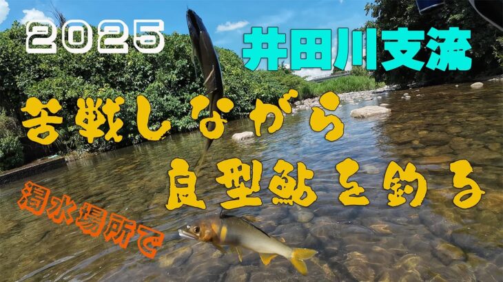 2025 井田川支流！苦戦しながら良型鮎を釣る！