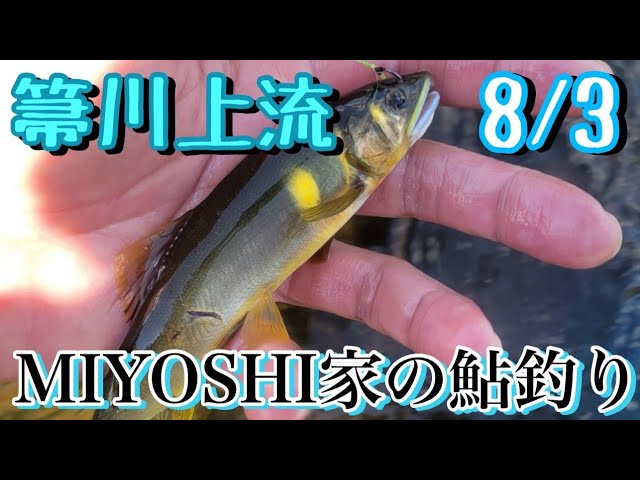 [2025鮎釣り]初場所水温低めで気持ちいい川でした。