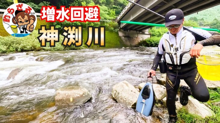 増水回避！神渕川【鮎釣り2025】