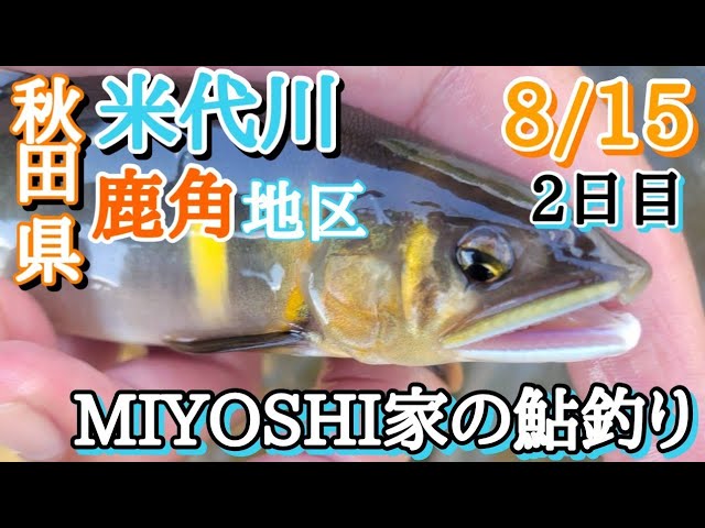 [2025鮎釣り]秋田県米代川遠征
