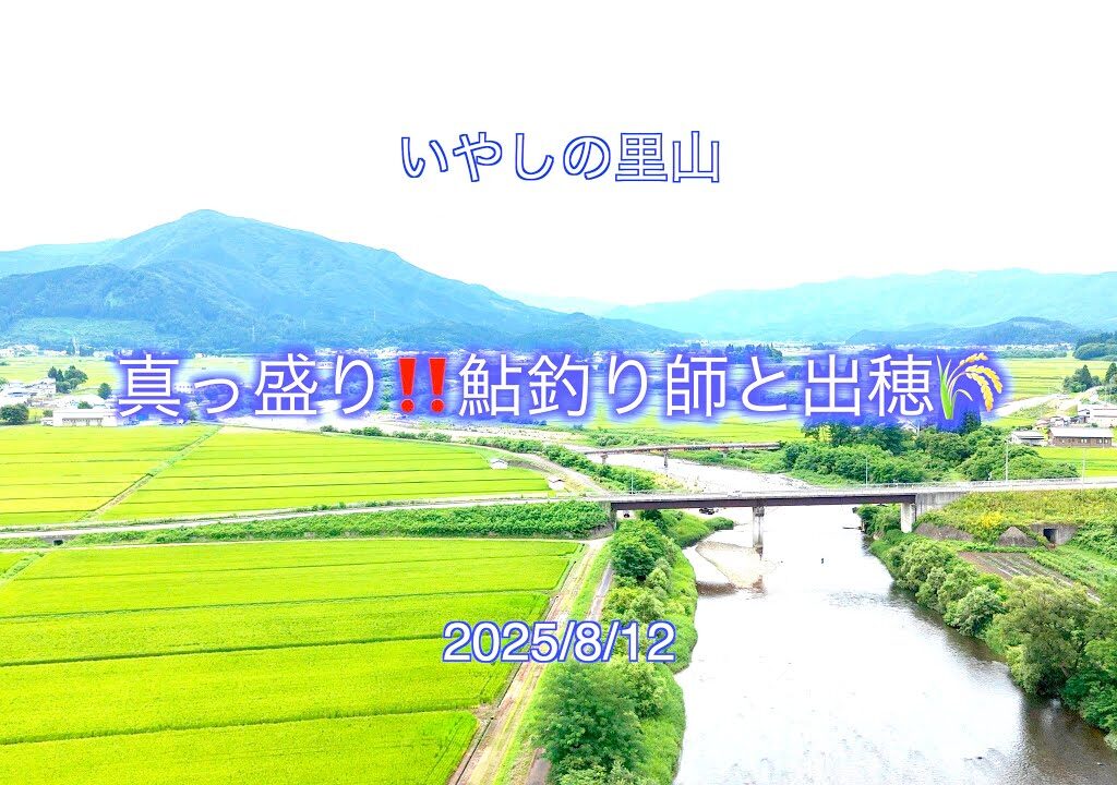 2025年【いやしの里山】鮎釣りと稲の出穂が真っ盛り‼️鮎より釣り師が多いんじゃね⁉️😉