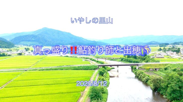 2025年【いやしの里山】鮎釣りと稲の出穂が真っ盛り‼️鮎より釣り師が多いんじゃね⁉️😉