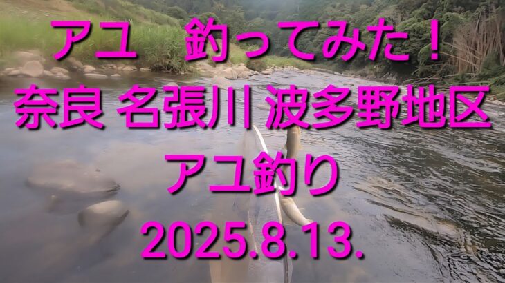 名張川　波多野でアユを釣ってみた（2025.8.13.）