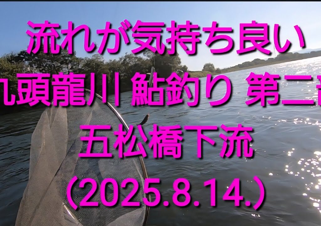 楽しかった、夕方の鮎釣り@九頭龍川　五松橋下流（2025.8.14.）