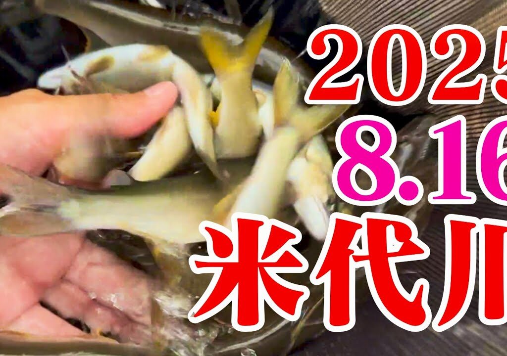 米代川で鮎釣り 2025.8.16盆過ぎ後半戦開幕の鹿角地区