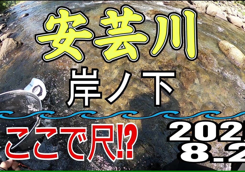 アユの友釣り 安芸川(高知県) 岸の下 2025.8.2