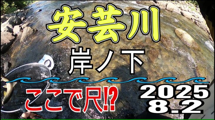 アユの友釣り 安芸川(高知県) 岸の下 2025.8.2