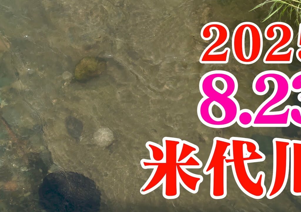 米代川で鮎釣り 2025.8.23 鹿角地区の午前の様子