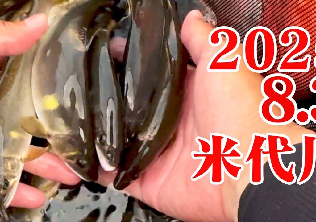 米代川で鮎釣り 2025.8.3 ゲリラ豪雨の恩恵を受けに鹿角地区へ